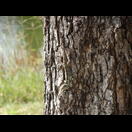 … gut getarnt, wäre da nicht der lange Schwanz